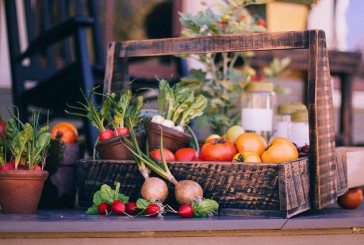 Vegetarijanska hrana za pse