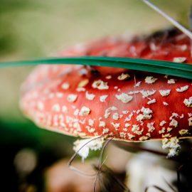 Česa pes ne sme jesti, kaj je nevarna hrana za psa?