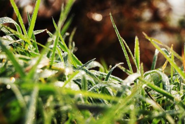 Pasje alergije na travo: kako jih preprečiti in omiliti?