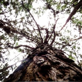 bolhe in klopi pri psu - kako se jih znebiti, zakaj je pinceta za odstranjevanje klopv super in kako vam lahko pomaga elektronski glavnik proti bolham? Kaj pa elektronski odganjalec klopov in bolh?