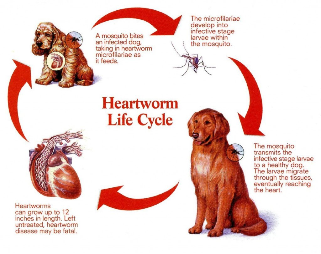 Življenjski cikel srčne gliste