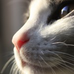 Hrana za mačke: ker jih…cenite!