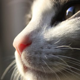 hrana za mačke - zdrava hrana za mačke, surova hrana za mačke, katera je najboljša?