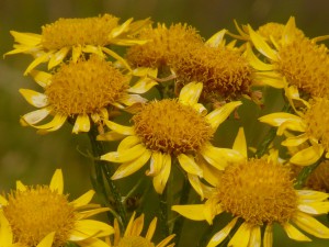 homeopatska arnica