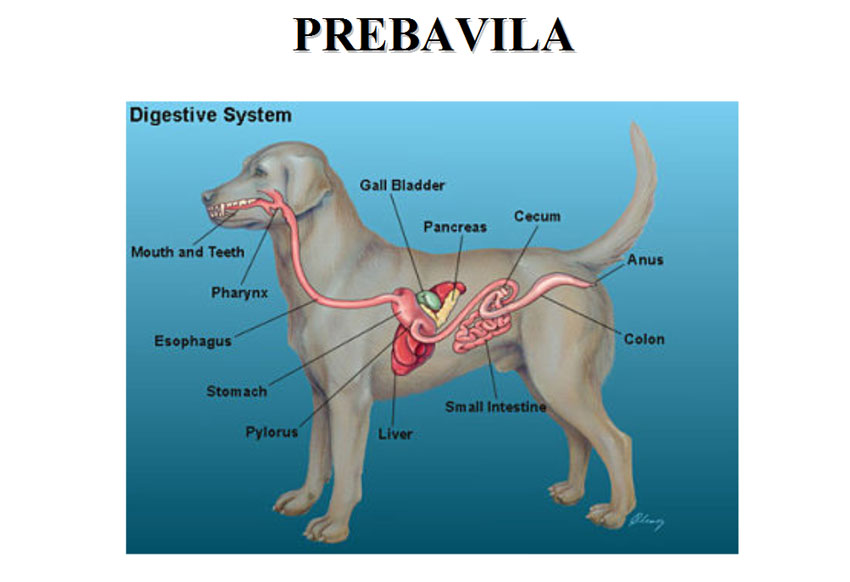 slajd-fotka-prebavila