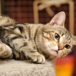 Praskalnik za mačke – popoln vodič, kako izbrati pravega