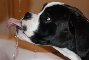 Koliko vode mora popiti pes?
