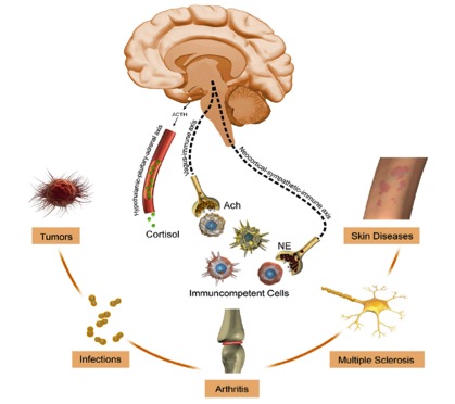 Stres v možganih sproži izločanje določenih faktorjev, ki prispevajo k nastanku bolezni. Vir: http://complementaryoncology.com/wp-content/uploads/2012/06/psychoneuroimmu.jpg