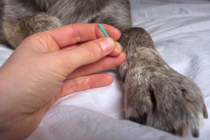 akupunktura za pse