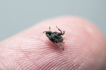 bolhe v stanovanju in na psu - kako se jih znebiti