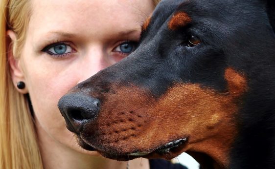 brezplačni posvet z veterinarji