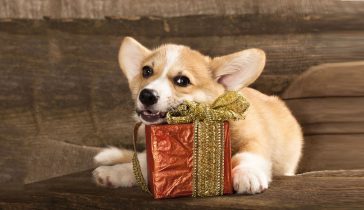 darila za psa za božič novo leto in rojstni dan