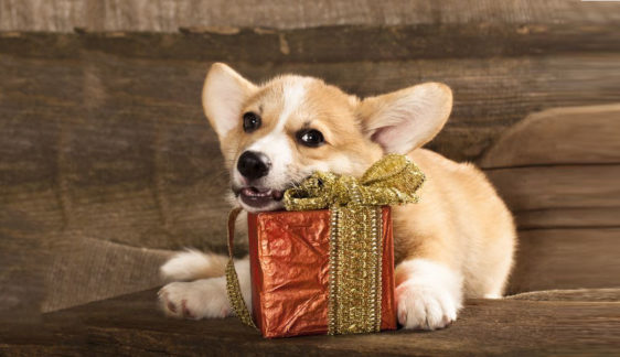 darila za psa za božič novo leto in rojstni dan