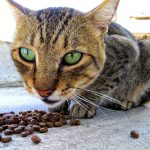 Suha hrana za mačke in diabetes: dokazana povezava?