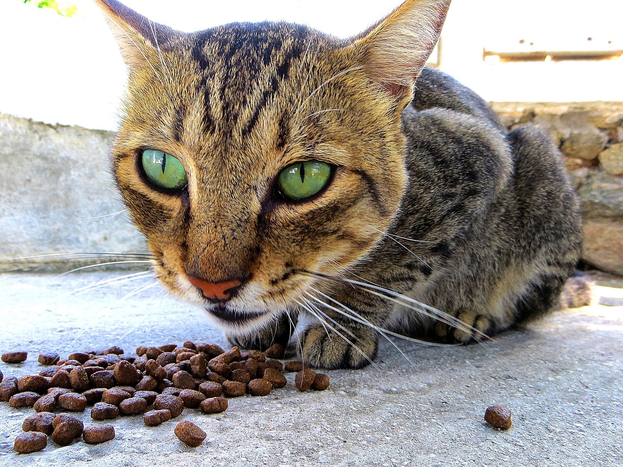 diabetes pri mačkah in suha hrana