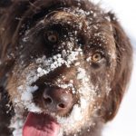 Pes pozimi: 10 predlogov za lajšanje zimskih tegob