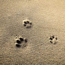 pesek za mačke: kateri je najboljši kristalni, sprijemljivi ali biorazgradljiv?