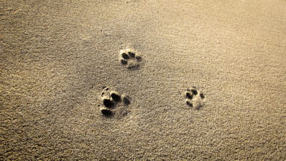 pesek za mačke: kateri je najboljši kristalni, sprijemljivi ali biorazgradljiv?