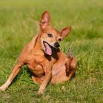 Bolhe na psu – kako se jih učinkovito znebiti?