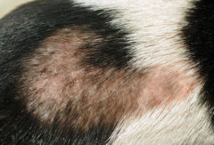 alopecija pri psih in odpadanje dlake