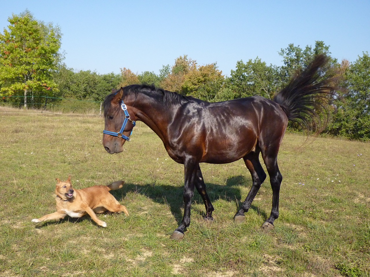 konji in psi