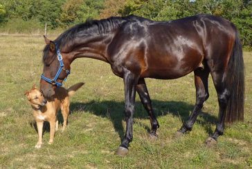 Konji in psi – najboljši prijatelji ali sovražniki?