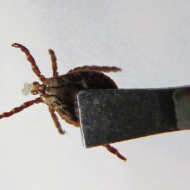 kako odstraniti klopa pri psu in kaj narediti, če glava od klopa ostane v koži