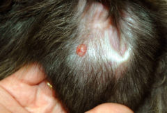 tumorji na koži pri psih