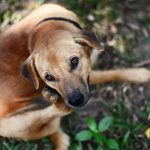 Pasje alergije: kako jih ublažimo “od znotraj”?