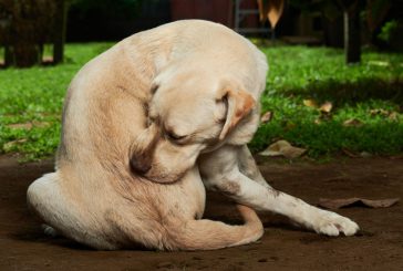 Praskanje pri psu: vzroki in naravna pomoč