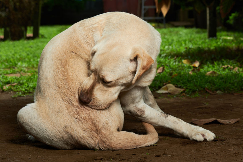 praskanje pri psu: zakaj se pes praska in kako umiriti srbečico