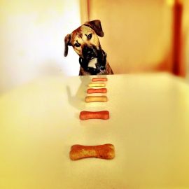 priboljški za pse alergike