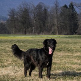 kam s psom v ljubljani