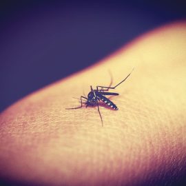 srčna glista pri psu