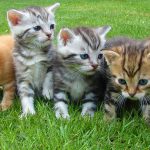 Mačji mladiči za oddajo: kje, kako in kaj NE