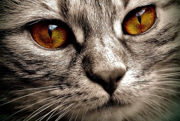 Kronična odpoved ledvic pri mačkah: hrana za preventivo in zdravljenje