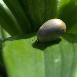 Skrivnostni svet klopov