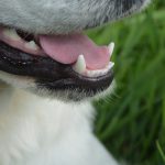 Kaj pomeni barva dlesni pri psu?