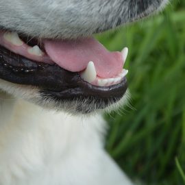 barva dlesni pri psu
