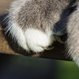 mačji praskalnik poceni predlogi in ideje