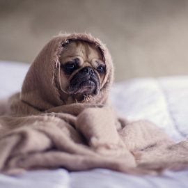 http://www.zdravahranazapse.si/vrocina-pri-psu/vročina pri psu - kako izmeriti telesno temperatura pri psih