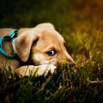 5 možnih razlogov, zakaj pes je travo