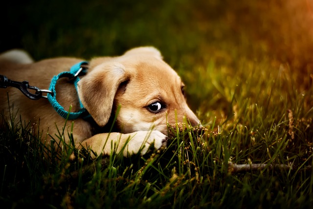 zakaj pes je travo in bruha