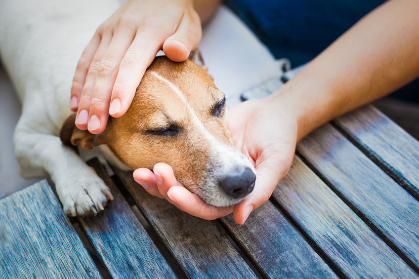masaža psa za zdrave sklepe in hrbtenico s špelo suhač