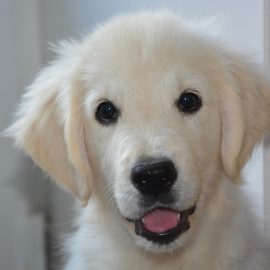 vzgoja in šolanje mladička