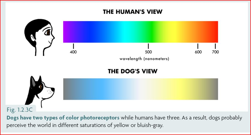 kako vidijo psi, "barvna slepota2 pri psih