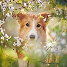 zravljenje psa z matičnimi celicami