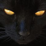 Črne mačke in vraževerja na drugih koncih sveta