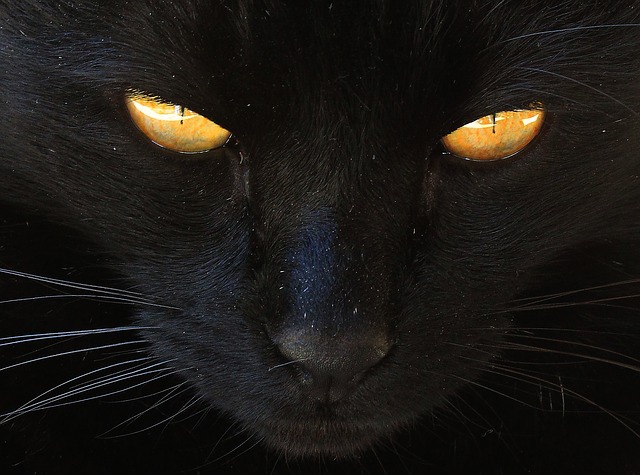 črne mačke