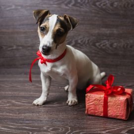 božična darila za psa